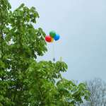 Luftballon im Baum - Frühchentreffen im Klinikum Chemnitz 2015